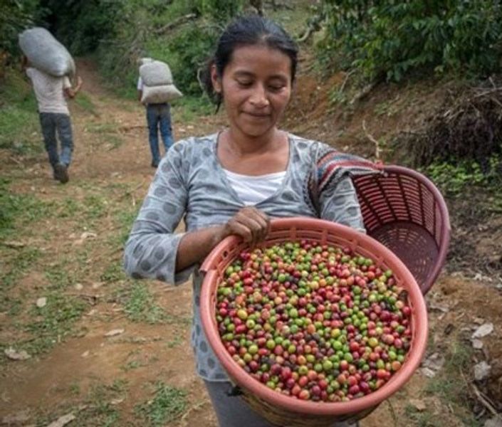 Mexico Chiapas Altura Sierra Madre - Økologisk 1 kg